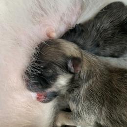 Pomeranian Puppies from Castor Poms