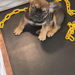 French Bulldog Puppies from Montana Made Frenchies