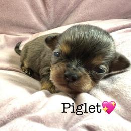 Piglet - Merle female Chihuahua puppy in Hobgood, North Carolina from Four Kids’ Farms, LLC