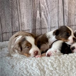 Miniature American Shepherd, Miniature Australian Shepherd, and Toy Australian Shepherd Puppies from Dusty Spring Australian Shepherds
