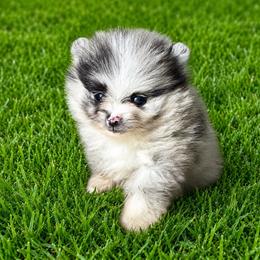 Caliope - Blue merle female Pomeranian puppy in Rhome, Texas from TyeDye Kennels