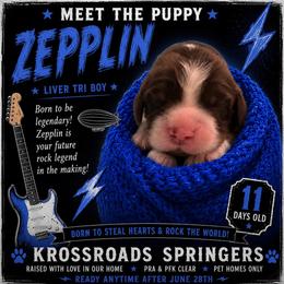 Zepplin - Liver white and tan male English Springer Spaniel puppy in Cookeville, Tennessee from Krossroads Kennel