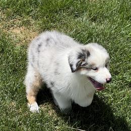 Sissy's Blue Merle Boy - Blue merle male Australian Shepherd puppy in Mt. Pleasant, Utah from WildeOak Aussies