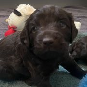 Girl 1 - Chocolate Boykin Spaniel puppy in Adkins, Texas from Wildbrier Boykin Spaniels