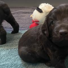 Girl 1 - Chocolate Boykin Spaniel puppy in Adkins, Texas from Wildbrier Boykin Spaniels