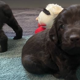 Girl 1 - Chocolate Boykin Spaniel puppy in Adkins, Texas from Wildbrier Boykin Spaniels