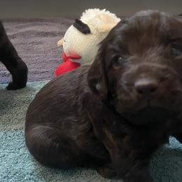 Girl 1 - Chocolate Boykin Spaniel puppy in Adkins, Texas from Wildbrier Boykin Spaniels