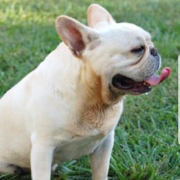 Stella - French Bulldog