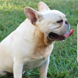 Stella - French Bulldog