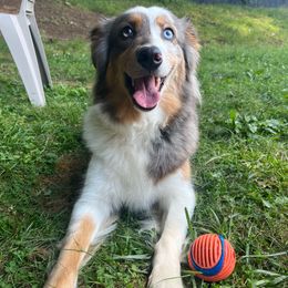 Nala - Australian Shepherd
