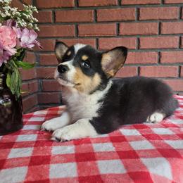 Little Jim - male American Corgi puppy in Tennessee from Voneida Collies & Corgis