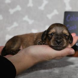 Snoopy (Blue collar) - Cream male Dachshund puppy in Prospect, Oregon from Spunky Sausage Pups
