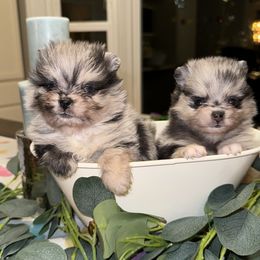 Pomeranians from Designer Dog Society