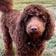 Rusty