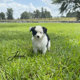 Girl 2 - female Toy Australian Shepherd puppy in Lumberton, Mississippi from Talowah Aussies
