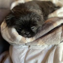 Shih Tzu Puppies from Lavender Lane Tzus