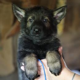 German Shepherd Puppies from Vom Haus Highlands