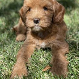 Lucy - Apricot female Australian Labradoodle puppy in Redding, California from Hope Lane Kennels