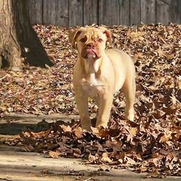 Pibble - Fawn female Bulldog puppy in Washington from Sun City Campeiro Bulldogs