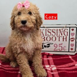 Cozy - Apricot female Goldendoodle puppy in Neillsville, Wisconsin from Granton Creek