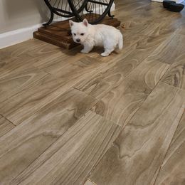 Curious - White female West Highland White Terrier puppy in Hoschton, Georgia from AKC  Westie World