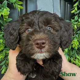 Shaw - Chocolate male Australian Labradoodle puppy in Silver Spring, Maryland from Potomac Australian Labradoodles