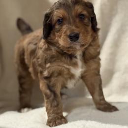 Airedale Terrier, Bernedoodle, and Bernese Mountain Dog Puppies from Beitzel Babies
