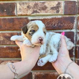 Kilkenny - Chocolate merle female Bernedoodle puppy in Owasso, Oklahoma from Kallams Bernedoodles & Bernese Mountain Dogs