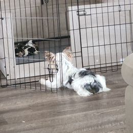 Yorkshire Terrier Puppies from Parti Time Yorkies Indy