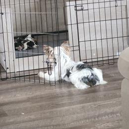 Yorkshire Terrier Puppies from Parti Time Yorkies Indy