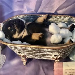 French Bulldog Puppies from Haywire Frenchie's