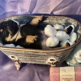 French Bulldog Puppies from Haywire Frenchie's