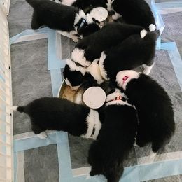 Border Collie Puppies from K&R RANCH.