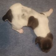Kleine Munsterlander Puppies from Prairie State Kennel