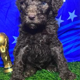 Vinicius junior (Brazil) - Chocolate male Labradoodle puppy in Kingston, Georgia from CC Familydoodles