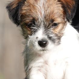 Glory - White and tan female Russell Terrier puppy in Royal Oaks, California from Rose In Vale Russell Terriers