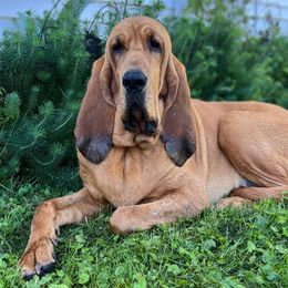 Remi - Bloodhound
