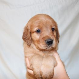 Chai - Dark golden male Golden Retriever puppy in New Weston, Ohio from Bertke AKC Golden Retrievers and Bernese Mountain Dogs