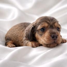 Billy AKC Wild boar - Wild boar female Dachshund puppy in Los Angeles, California from Sterling Dachshunds