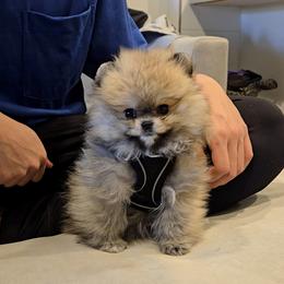 Pomeranian puppies from Teddy-Faced Teacup Pomeranians