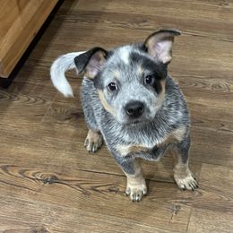 Girl 1 - Australian Cattle Dog puppy in Appleton, Washington from Home Grown Heelers