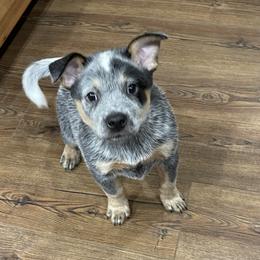 Girl 1 - Australian Cattle Dog puppy in Appleton, Washington from Home Grown Heelers