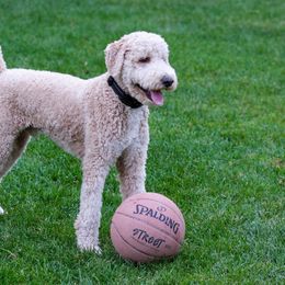 Sparky - Aussiedoodle