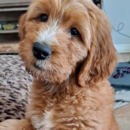 Goldendoodle Puppies from Dahlia Doodles