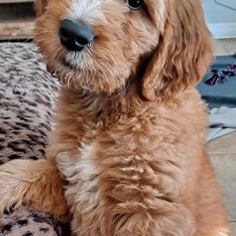 Goldendoodle Puppies from Dahlia Doodles