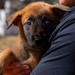 Virginia - Fawn female Belgian Malinois puppy in Lincoln, Nebraska from Nebraska K9