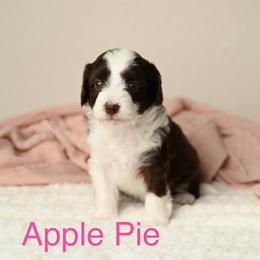 Apple Pie - Brown and white female Aussiedoodle puppy in Lincoln, California from Frenchie LOVE and Doodles