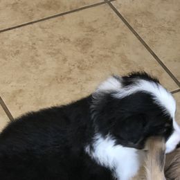 Border Collie Puppies from Burke BC’s