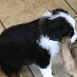 Border Collie Puppies from Burke BC’s