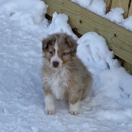 Aussiedoodle and Australian Shepherd Puppies from SS Australian Shepherds